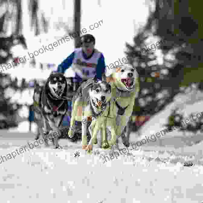 A Musher And Their Sled Dog Team Racing Through A Snowy Forest During The Iditarod Trail Sled Dog Race In Alaska Beyond Ophir: Confessions Of An Iditarod Musher An Alaska Odyssey