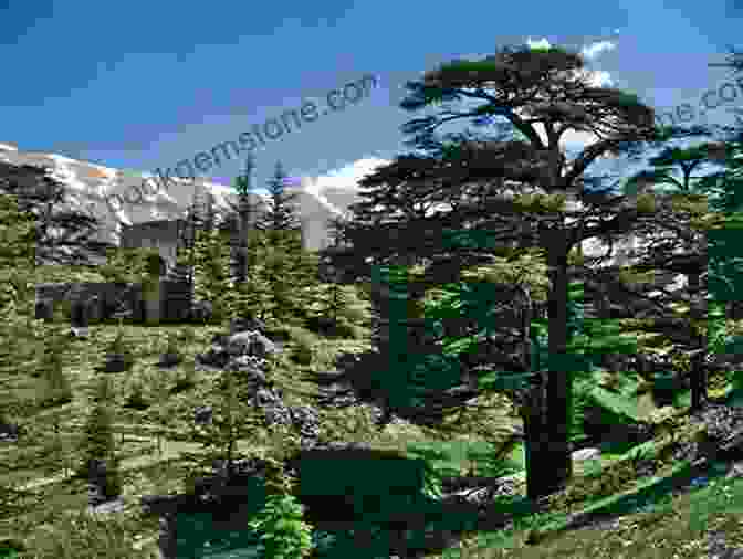 A Photo Of The Cedars Of God In Lebanon Time To Travel To Lebanon: Left Longing Lucidity