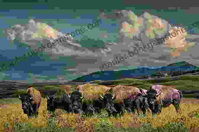 A Photograph Of A Herd Of Bison Grazing In The Badlands, With The Sun Setting Behind Them And Casting A Warm Glow On The Animals. Bad Land: An American Romance (Vintage Departures)