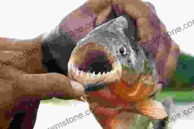 A Piranha With Sharp Teeth And A Menacing Expression, Swimming In The Amazon River Piranha (The Oregon Files 10)