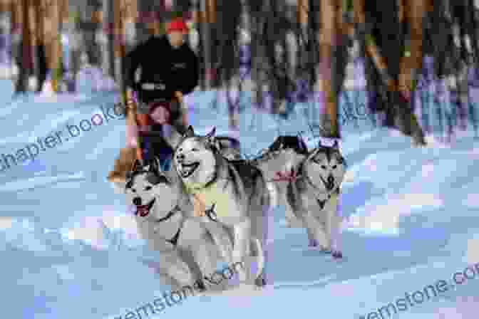 A Team Of Sled Dogs Pulling A Sled Across A Snowy Landscape. Born To Pull: The Glory Of Sled Dogs