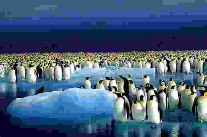 A Vast Expanse Of Ice And Snow, With A Group Of Emperor Penguins Huddled Together On An Iceberg Empire Antarctica: Ice Silence And Emperor Penguins