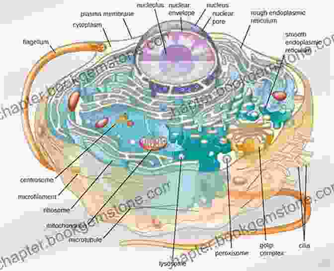 A Vibrant Image Of A Eukaryotic Cell, Showcasing Its Intricate Organelles And Structures. First Aid For The Basic Sciences: General Principles Third Edition (First Aid Series)
