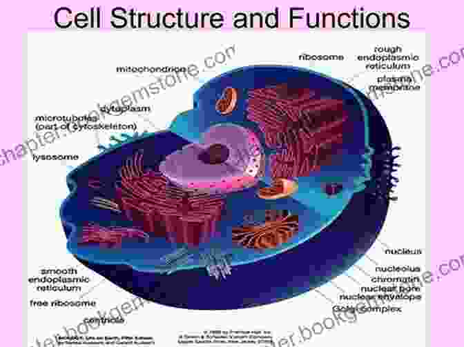 Cell Structure And Function 4 Practice Tests For The Illinois Real Estate Exam: 560 Practice Questions With Detailed Explanations