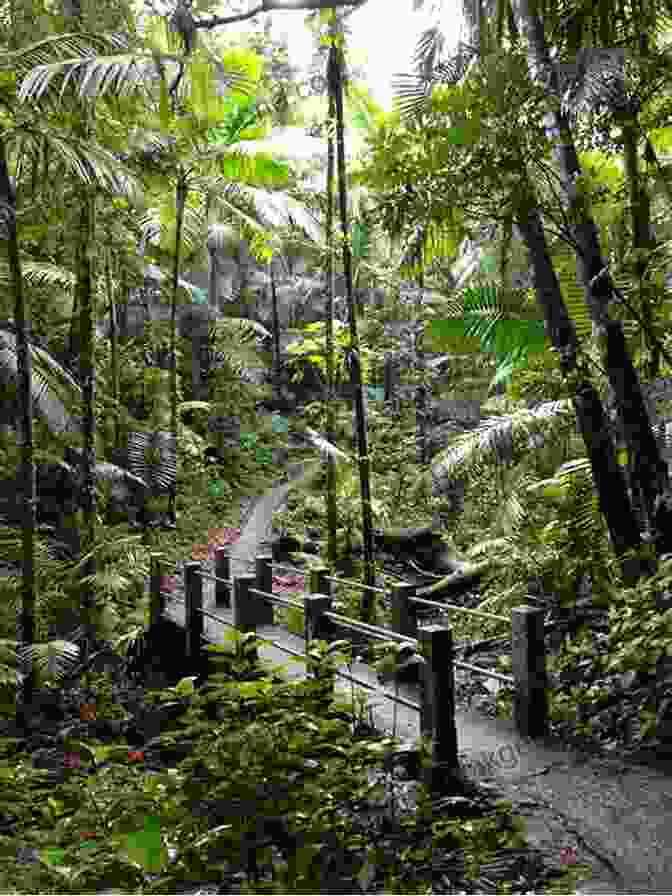 El Yunque Rainforest, Puerto Rico DK Eyewitness Top 10 Puerto Rico (Pocket Travel Guide)