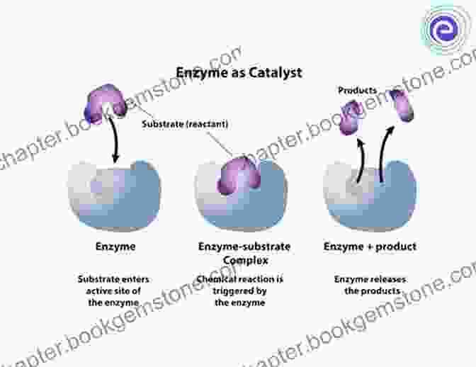 Enzymes And Biochemical Reactions Advanced Level Chemistry For Life Unit 1