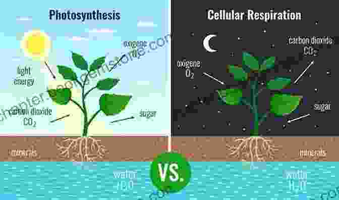 Photosynthesis And Plant Metabolism Advanced Level Chemistry For Life Unit 1