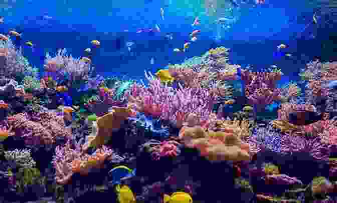 Underwater Shot Of Coral Reef And Colorful Fish In Utila The Island Hopping Digital Guide To The Northwest Caribbean Part III Honduras: Including The Swan Islands The Bay Islands Cayos Cochinos And Mainland Honduras From Guatemala To Trujillo