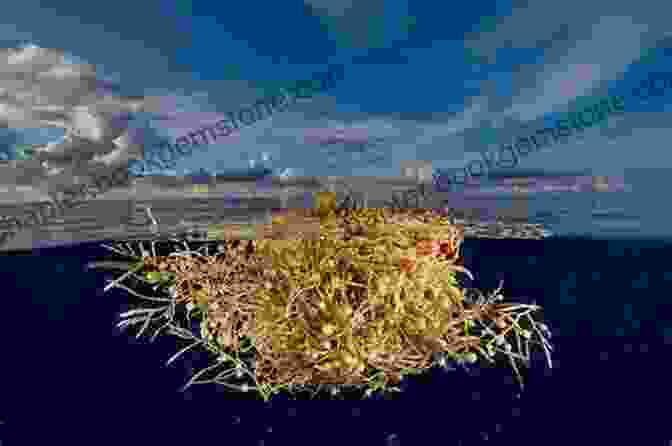 Vast Sargassum Mats Floating In The Sargasso Sea Beyond The Bermuda Triangle: True Encounters With Electronic Fog Missing Aircraft And Time Warps