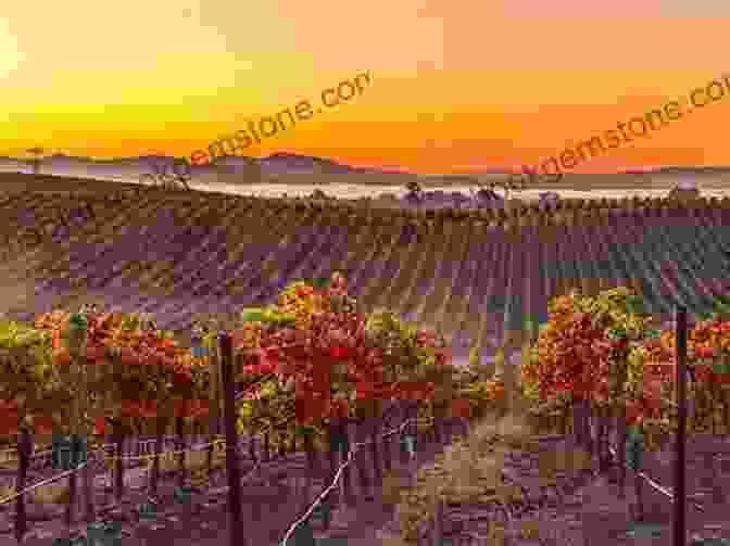 Vineyard In Napa Valley, California Where To Drink Wine: The Essential Guide To The World S Must Visit Wineries