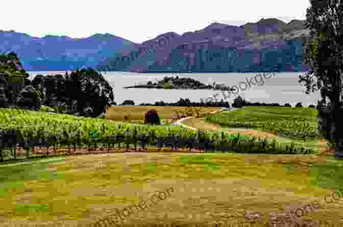 Vineyards In Central Otago, New Zealand Where To Drink Wine: The Essential Guide To The World S Must Visit Wineries